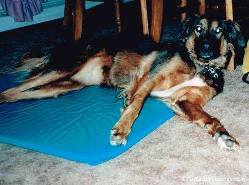 A Dog Cooling Mat Can Help Your Dog Tolerate The Heat More Effectively