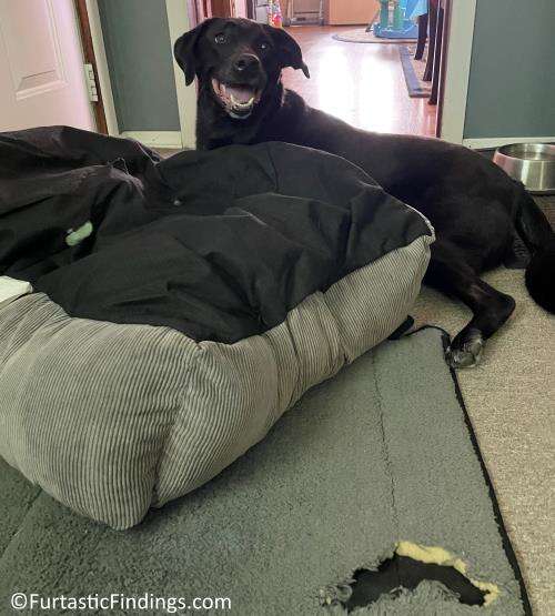 A Dog Bed For Chewers Can Help Prevent Your Dog From Turning Their Bed Upside Down And Chewing Through It AND The Mat You Have Under It (Like Ours Did)!