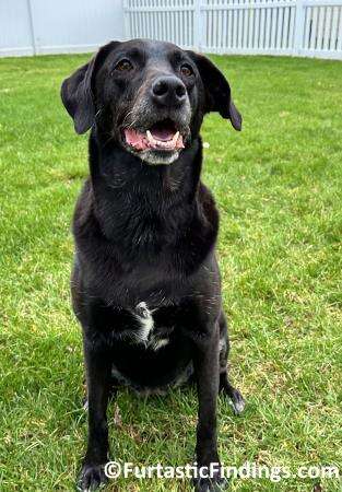 Dog Alopecia Is A Condition That Can Lead To Partial Or Complete Loss Of Hair In Areas It Normally Grows