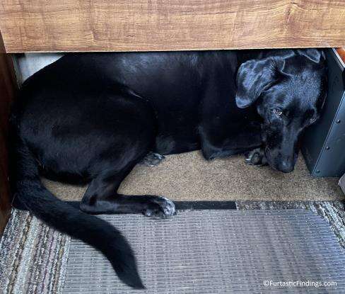Hiding Under The Desk