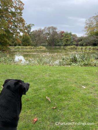 My Dog By The West Pond At The Gardens