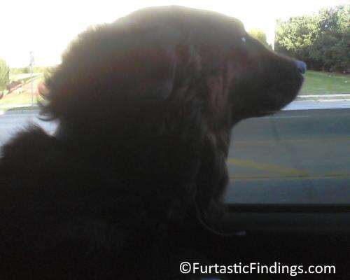 Car Window Guards Can Protect Our Dogs While Going For Adventures In The Car