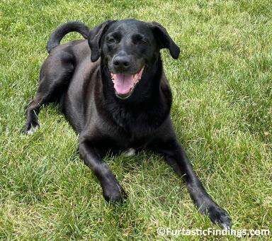 Colitis In Dogs Is Characterized By Inflammation Of The Colon And Can Occur Suddenly Or Be A Long-Term Condition