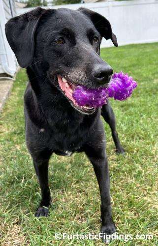 Dental Toys For Dogs Can Keep Your Dog Occupied, Satisfy Their Desire To Chew, And Clean Their Teeth At The Same Time