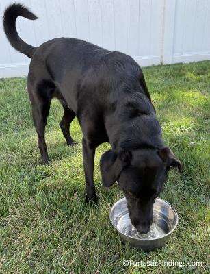 A Dental Water Additive Is An Easy Way To Help Decrease Plaque And Tartar Build Up And Freshen Your Dog's Breath