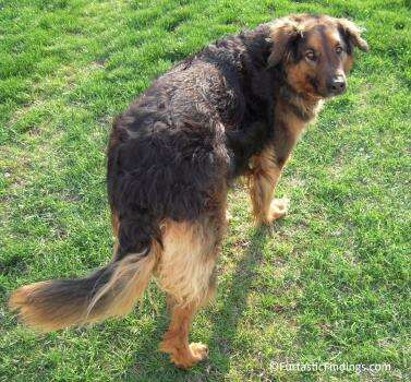 Detangling Sprays Helped Make Brushing My Dog's Tangled and Matted Tail and Hind Legs Easier