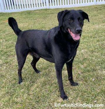 Dog Acupuncture Is A Great Complementary Treatment To Help Your Dog Find Relief From Chronic Conditions Or Side Effects From Treatments For Other Conditions