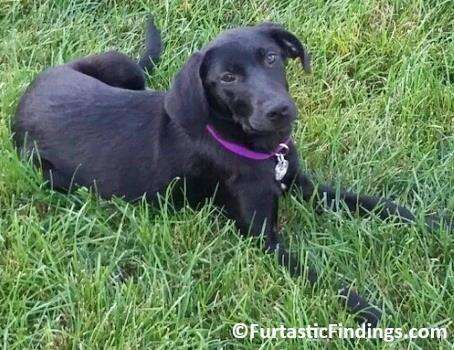 Dog Adoption Apps Can Help You Find That Special Dog To Become A New Member Of Your Family