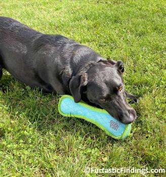 Dog Brand Ambassador Programs Offer A Way For You To Engage Your Passion For Dogs And Promote Brands You Believe In