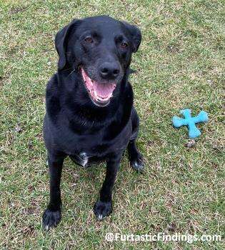Dog Autism Or Canine Dysfunctional Behavior Can Result In Social Isolation, Difficulty Communicating, And Behavioral Issues