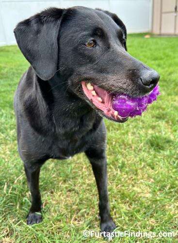 A Dog Dental Cleaning Is An Important Part Of Their Healthcare Routine