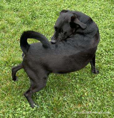 A Dog Flea Collar Can Help Provide Relief Of Itching And Scratching From Fleas