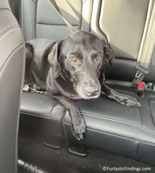 A Dog Hair Remover For Your Car Can Help You Clean Up All That Dog Hair Left Behind By Your Pup and Have Your Car Looking Like New Again