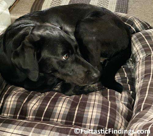 Dog Lice Are Parasites That Target Dogs, Potentially Causing Discomfort And Health Issues  