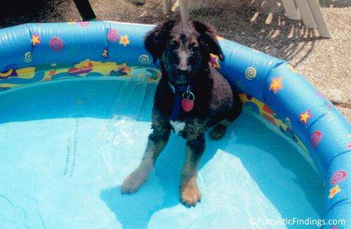 My Pup Sitting In Her Dog Pool To Keep Cool