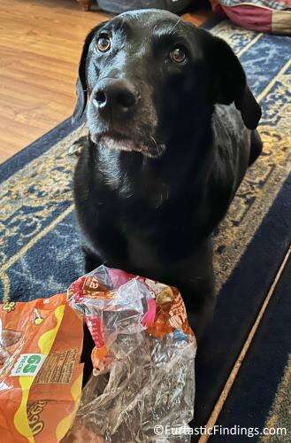 A Dog Proof Trash Can Can Prevent Your Dog From Rummaging Through Your Garbage