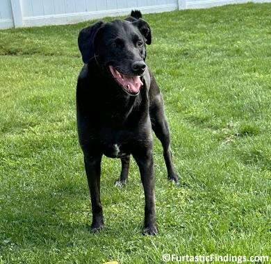 A Dog Sprinkler Offers A Fun Way For Your Dog To Run Around The Yard And Keep Cool At The Same Time