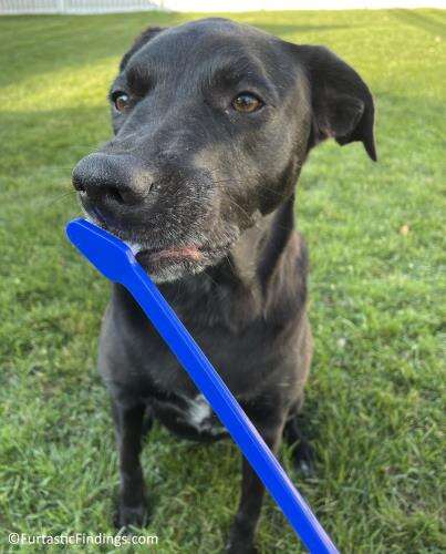 Our Dog With The Dual Sided Toothbrush