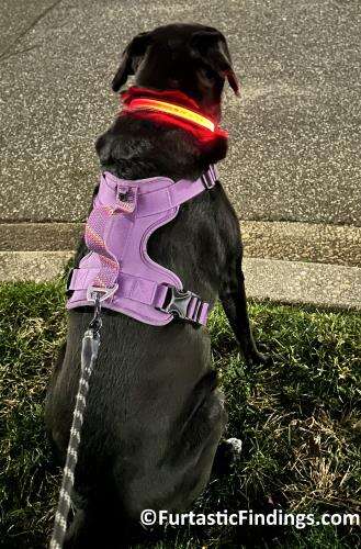 Glow In The Dark Dog Collars Can Help You See Your Dog Better In Low Light Conditions