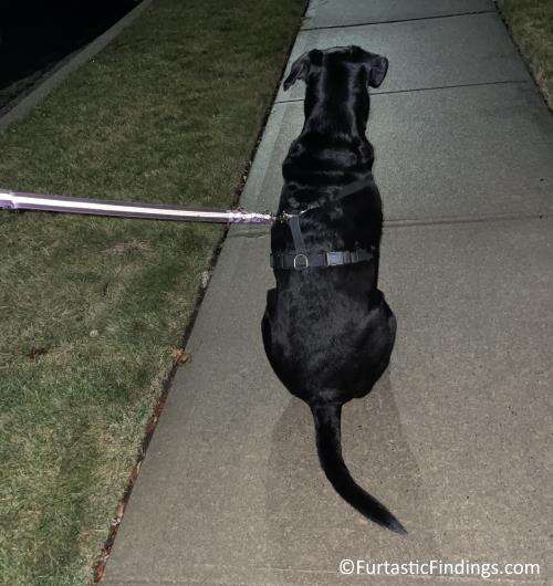 Unlike Reflective Dog Leashes, As The Picture Shows, Glow In The Dark Dog Leashes Can Help You And Your Dog Be Visible At All Times In Low Light Conditions, Not Just When Light Hits It