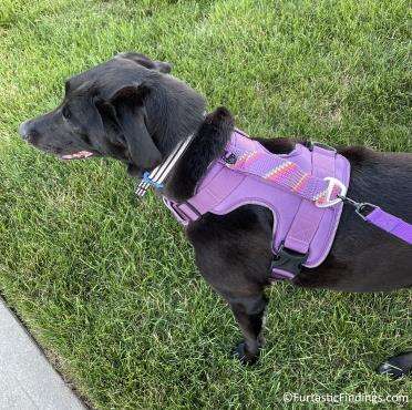 Wearing The Arcadia Trail Dog Harness