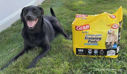 Incontinence Pads For Dogs Help Protect Floors And Furniture From Your Dog's Urine