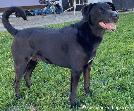 A Microchip For Dogs Can Help To Reunite You With Your Dog Should They Ever Get Lost