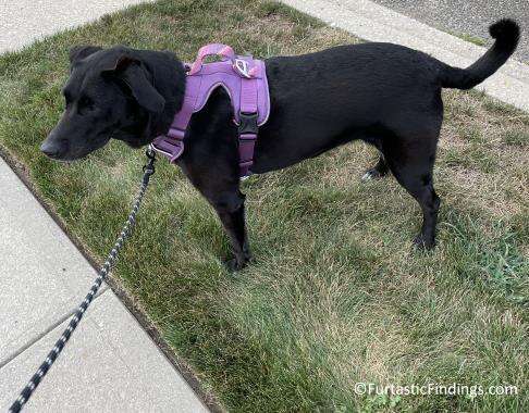 Using A No Pull Dog Harness