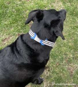 My Dog With Her Noiseless Dog ID Tag