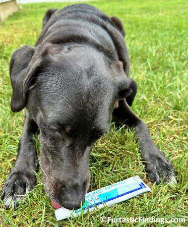 Maintaining Your Dog's Oral Health Can Help Prevent Bad Breath And Dental Diseases