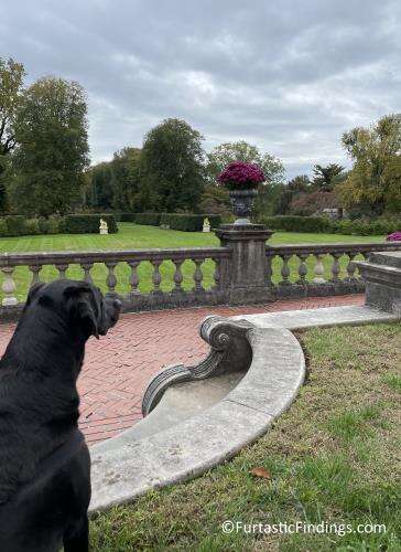My Dog Overlooking The Grounds At The Gardens