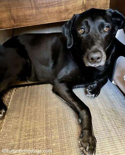 A Pheromone Collar For Dogs Can Help Ease Anxiety Dogs May Feel In Certain Situations