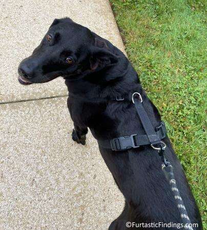 A Running Leash For Dogs Can Help You Have A Hands-Free Experience Walking Or Running With Your Dog