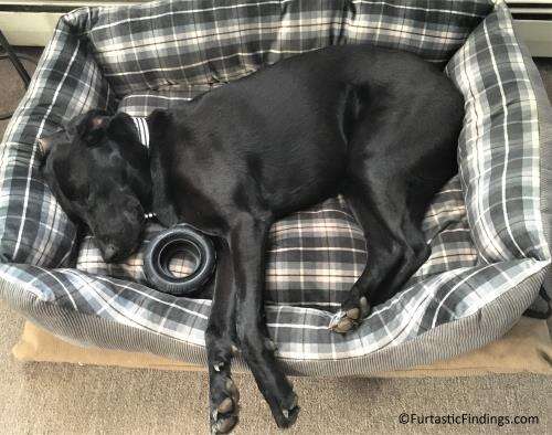 Our dog older and sleeping on her side