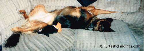 Our dog stretched out on the couch