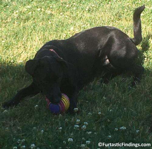 A Snuffle Ball For Dogs Keep Your Dog Occupied And Prevents Boredom And Destructive Behavior