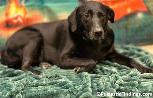 A Snuffle Mat Can Help Dogs Suffering From Fast Eating, Boredom, or Anxiety