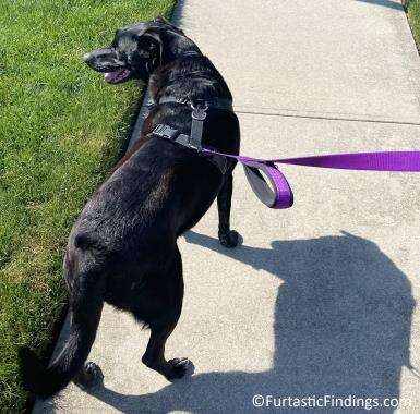 Dog Shoes For Summer Can Help Protect Your Pup's Paws From Pavement That Can Get Too Hot To Walk On In The Summer Heat