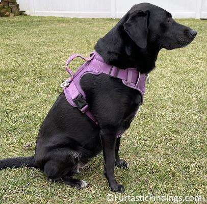 A Tactical Dog Harness (Not Shown) Provides Your Pup With Maximum Control And Security While Allowing Them To Move Freeling On Your Adventures.