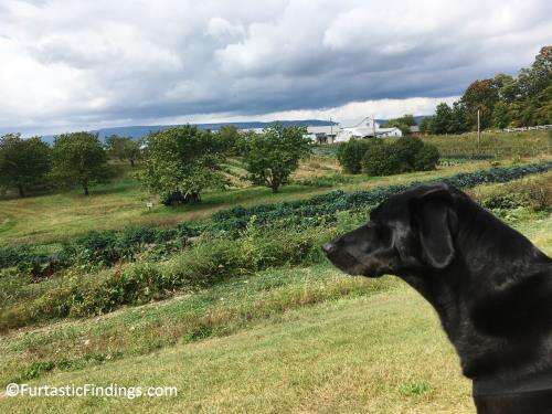 Looking over the orchard at Tantillo's Farm