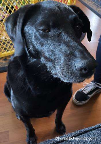 Our Dog Not So Patiently Waiting For Her Food From Three Dog Bakery