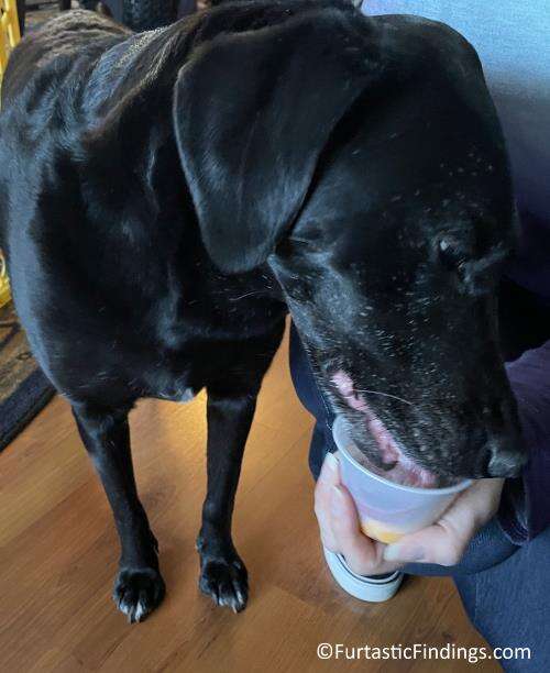 Our Dog Enjoying The Lickety Split From Three Dog Bakery