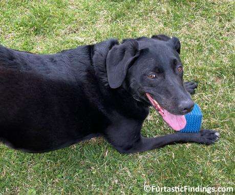 An All Natural Tick Repellent For Dogs Offers Protection From Ticks Without Using Dangerous Chemicals Or Pesticides