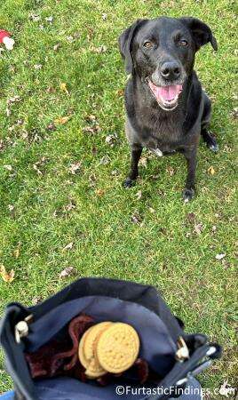 A Dog Training Treat Pouch Allows You To Have Quick And Easy Access To Training Treats