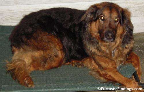 Grooming Your Dog With An Undercoat Rake Can Help Keep Your Dog Cool, Decrease Mats, And Reduce Shedding