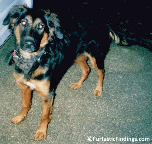 Dog Urns For Ashes Can Offer A Place To Hold Your Dog's Remains While Honoring Them At The Same Time