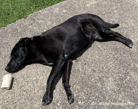 UV Protective Clothing Can Help Protect Your Dog From The Rays Of The Sun