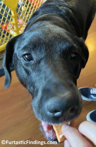 Yogurt Treats For Dogs Offer You A Way To Reward Your Pup With A Wholesome Treat That Benefits Their Immune And Digestive Systems