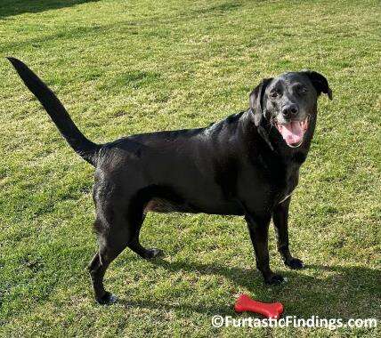 Inflammatory Bowel Disease (IBD) In Dogs Involves Chronic Inflammation Of The Gastrointestinal Tract