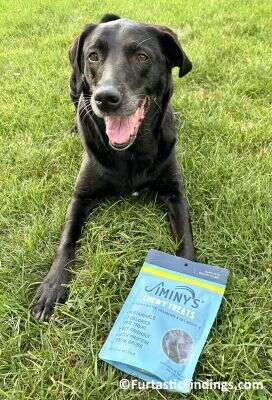 Insect-Based Dog Food Is Dog Food With Insects As The Primary Source Of Protein